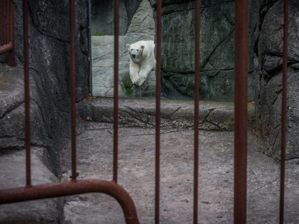 A Danish zoo (Jo-Anne McArthur for Born Free)