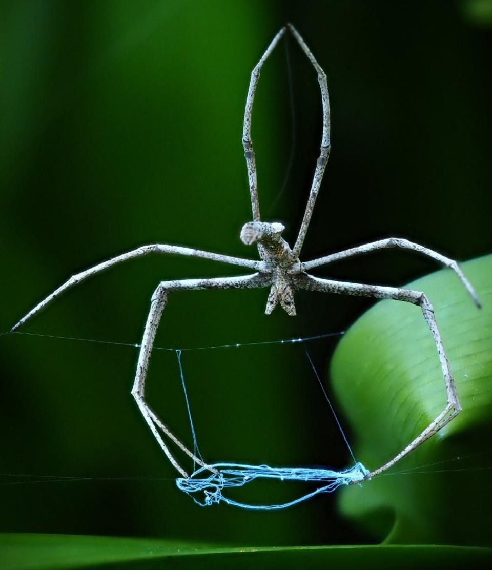 Net-casting spider (AnnieBelle/Blipfoto)