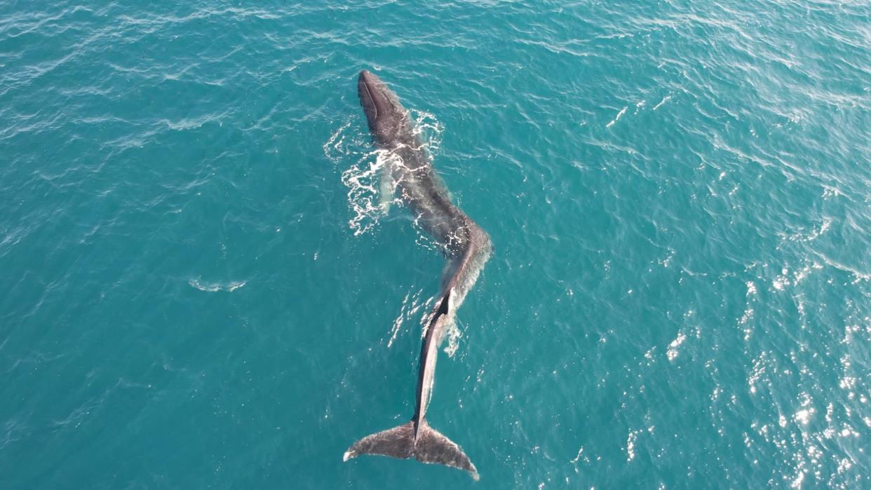  An aerial shot of the deformed fin whale with severe bend halfway along its spine. 