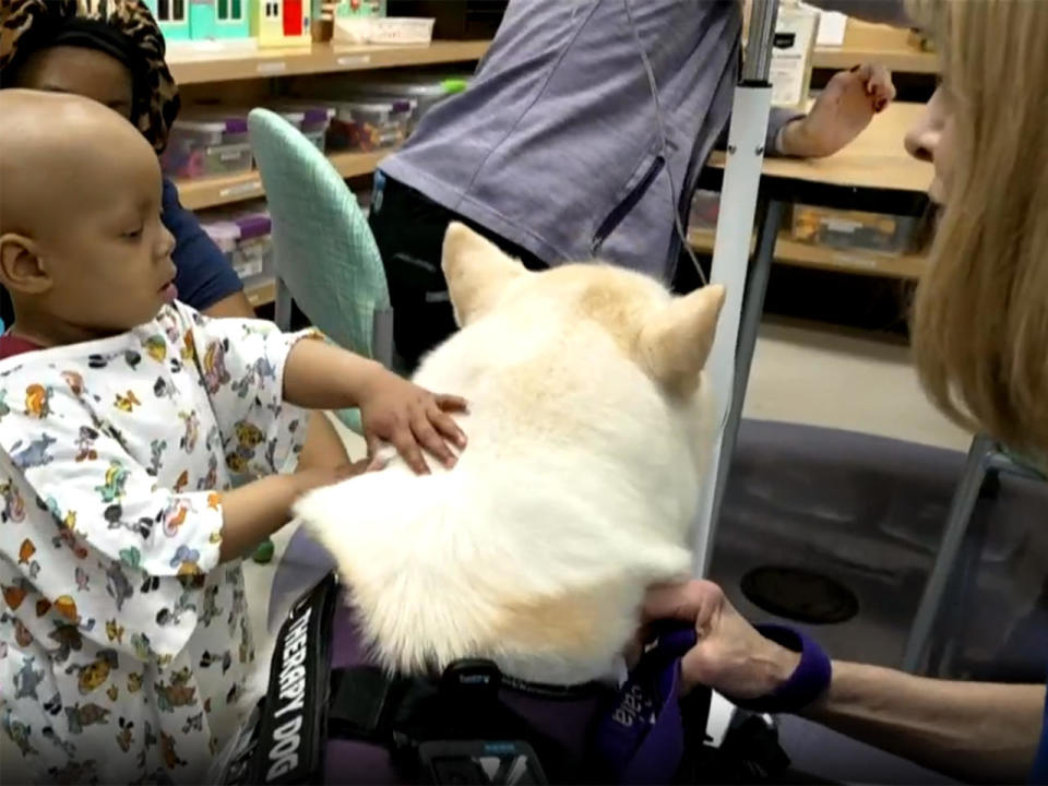 Gaia making friends at Children's Medical Center Dallas. / Credit: CBS News