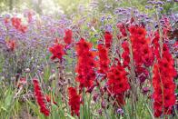 <p>Spring is the ideal time to plant these late-bloomers as they prefer to flower later in summer. Available in nearly every color imaginable (reds to yellows to blues), gladiolus are perfect for adding a pop. </p>