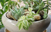 <p> Already considering how to grow succulents to add some interest to your indoor garden ideas? For little outlay there are many types to choose from – aloe, haworthia and crassula plants look attractive grouped together in shallow ceramic bowls of gritty compost. Heights vary. </p>