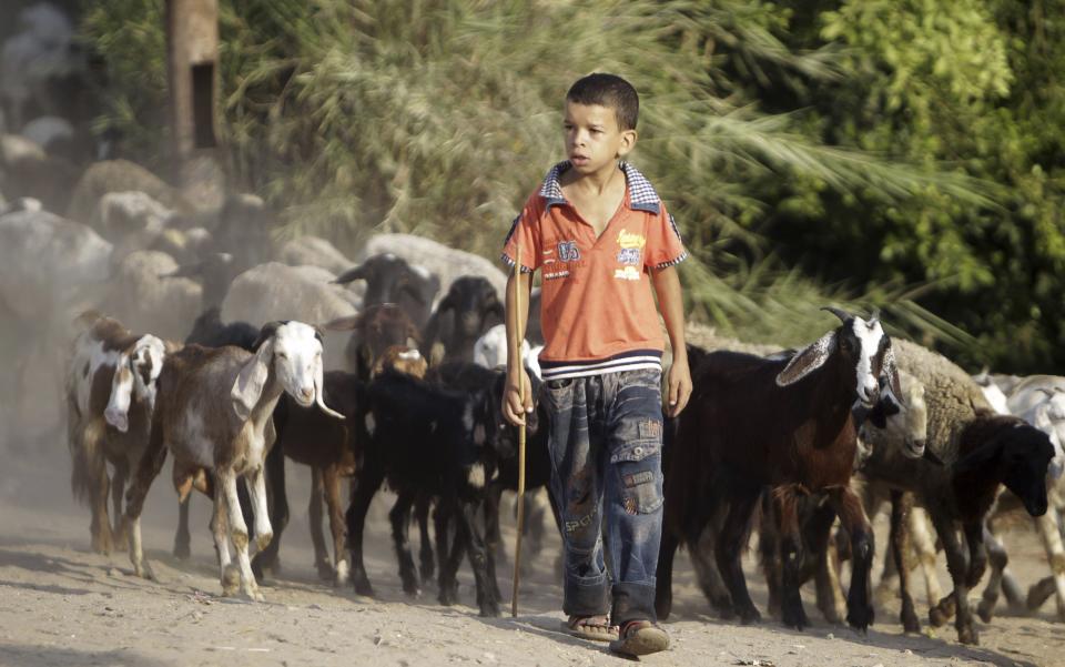 A boy herds his goats as he looks at students going to school during the first day of their new school year in Giza