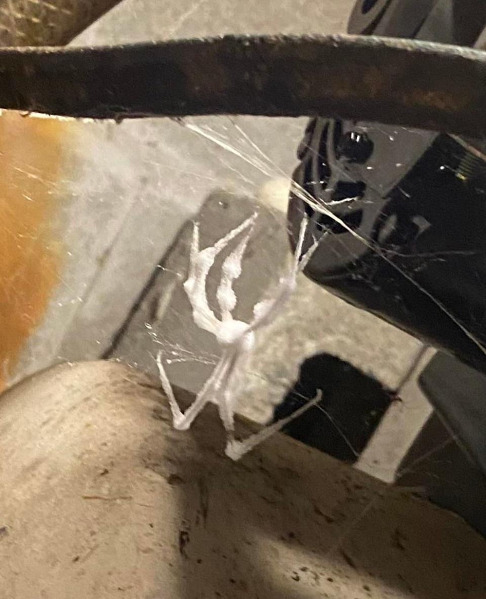 large spider in its web that looks covered in a white paste