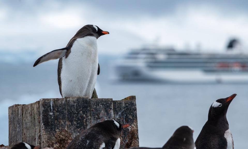 Gentoo penguins in Antarctica (Octantis)