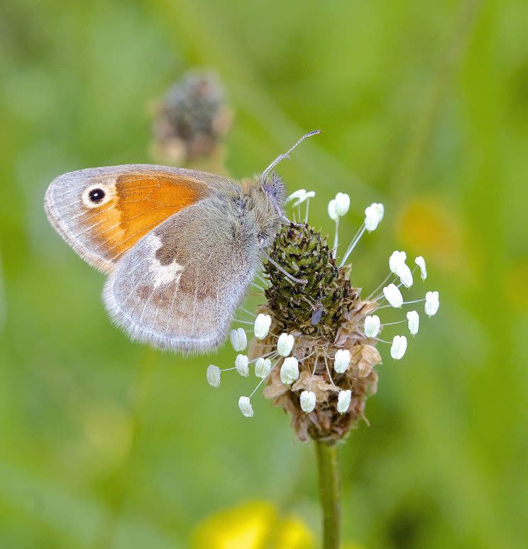 The number of butterflies in towns and cities are declining more dramatically than their countryside counterparts, a study has revealed.