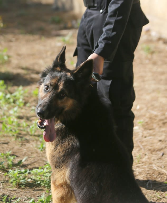 A new animal cloning plant in China will produce police dogs, as well as racehorses and cows, to be sold on the open market on an industrial scale