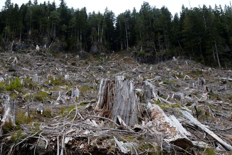 The stump of a large tree is seen among the debris of an area previously logged in a cut block of Tree Farm licence 46 near Port Renfrew