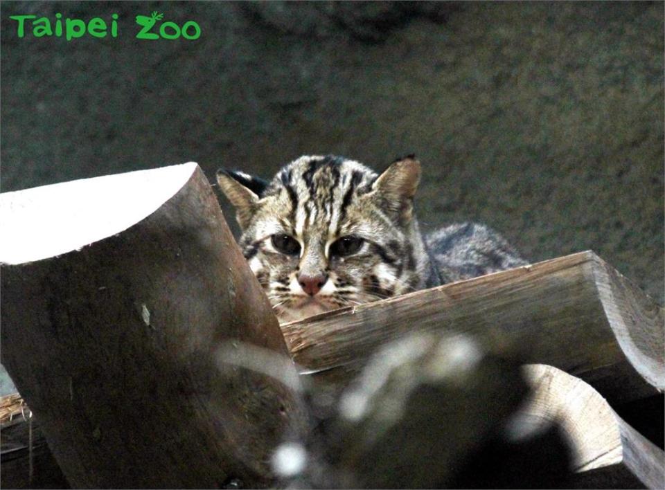 ▲石虎面臨嚴重存續危機。（圖／取自Taipei Zoo 臺北市立動物園臉書）