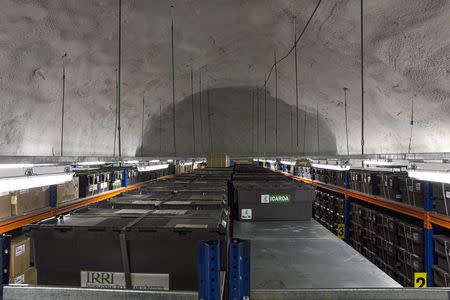 Plastic boxes on shelves hold seeds from the Icarda in Syria at the international gene bank Svalbard Global Seed Vault (SGSV) near Longyearbyen on Spitsbergen, Norway, October 20, 2015. REUTERS/Anna Filipova