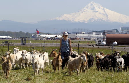 Shepherdess Briana Murphy herds goats at the Portland International Airport in Portland, Oregon, as Mount Hood is seen in the background, April 17, 2015. REUTERS/Steve Dipaola