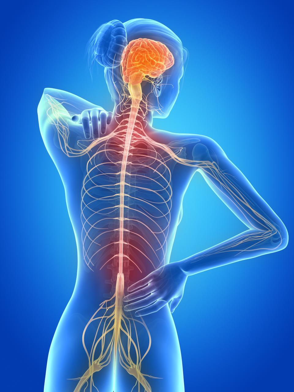 illustration of a woman's nervous system