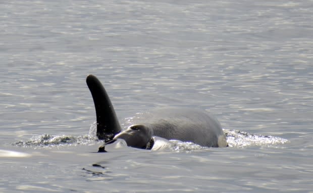 Talia Goodyear/Orca Spirit Adventures/Pacific Whale Watching Association