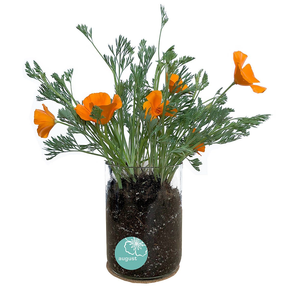 <p><a href="https://go.redirectingat.com?id=74968X1596630&url=https%3A%2F%2Fwww.uncommongoods.com%2Fproduct%2Fbirth-month-flower-grow-kit&sref=https%3A%2F%2Fwww.goodhousekeeping.com%2Fholidays%2Fchristmas-ideas%2Fg19644878%2Fmother-in-law-gifts%2F" rel="nofollow noopener" target="_blank" data-ylk="slk:Shop Now;elm:context_link;itc:0;sec:content-canvas" class="link rapid-noclick-resp">Shop Now</a></p><p>Birth Month Flower Grow Kit </p><p>uncommongoods.com</p><p>$36.00</p><span class="copyright">Uncommon Goods</span>