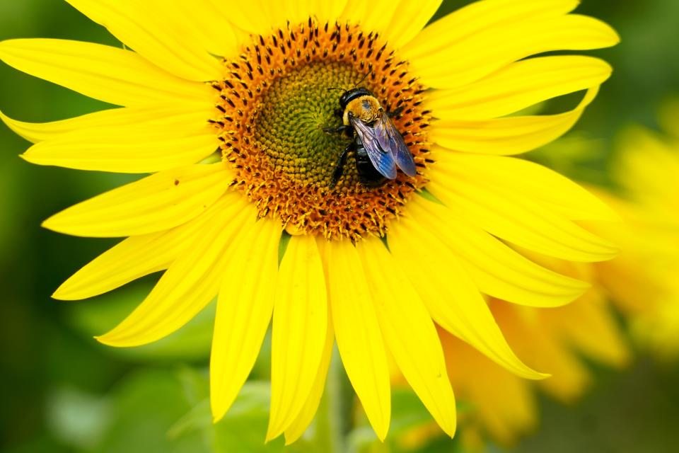 Bees and other insects are important pollinators in our ecosystem.