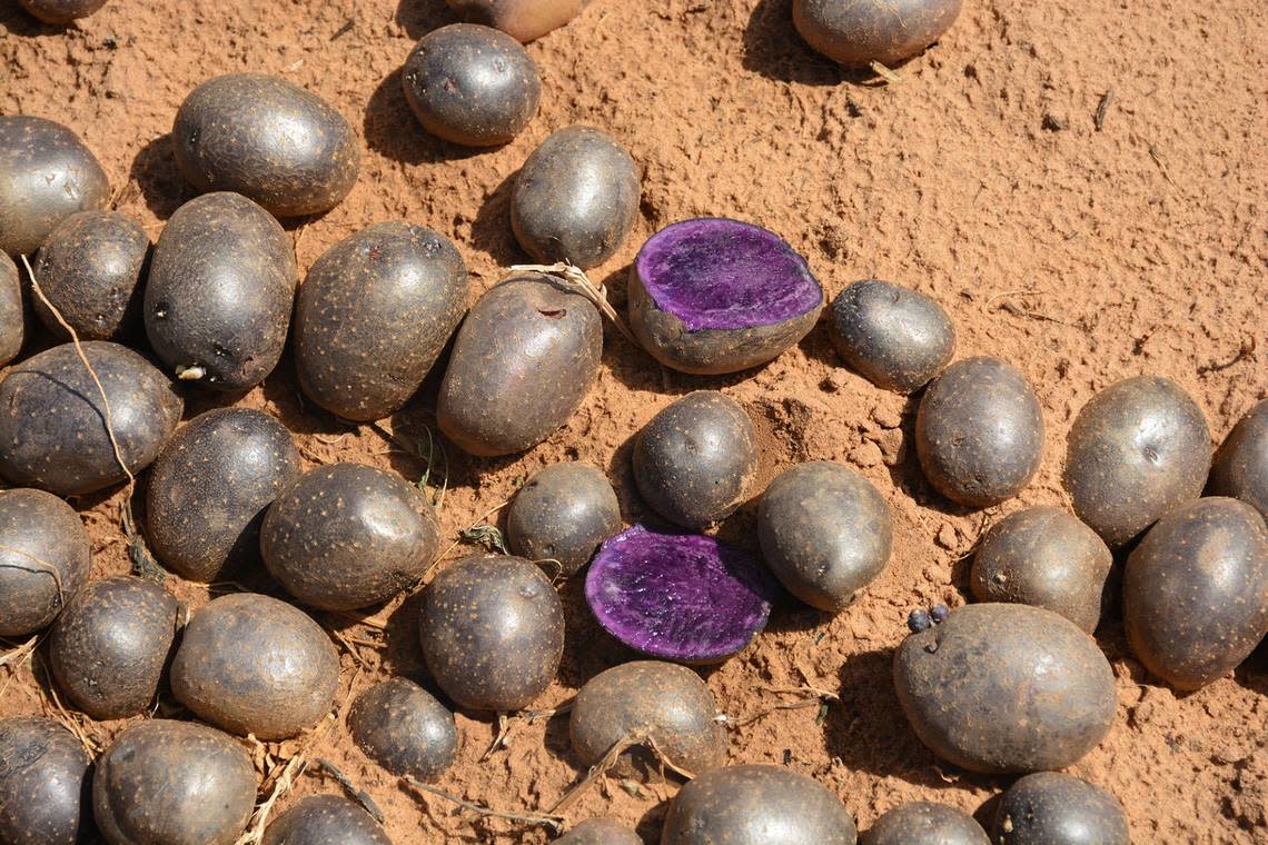 A purple-meated potato is one of the unique clones the Texas A&M AgriLife potato breeding program is growing in field trials near Springlake.