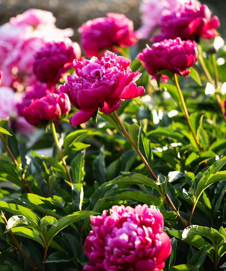 dark pink peonies