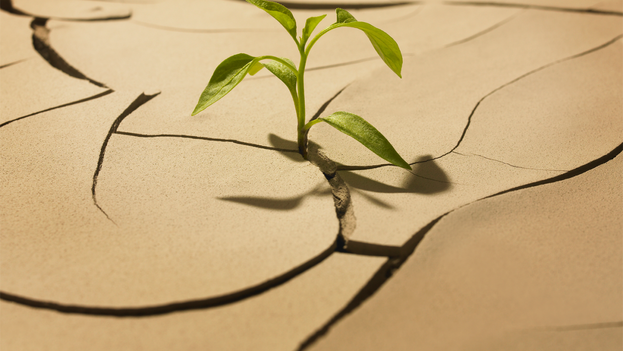 plant growing out of cracked ground