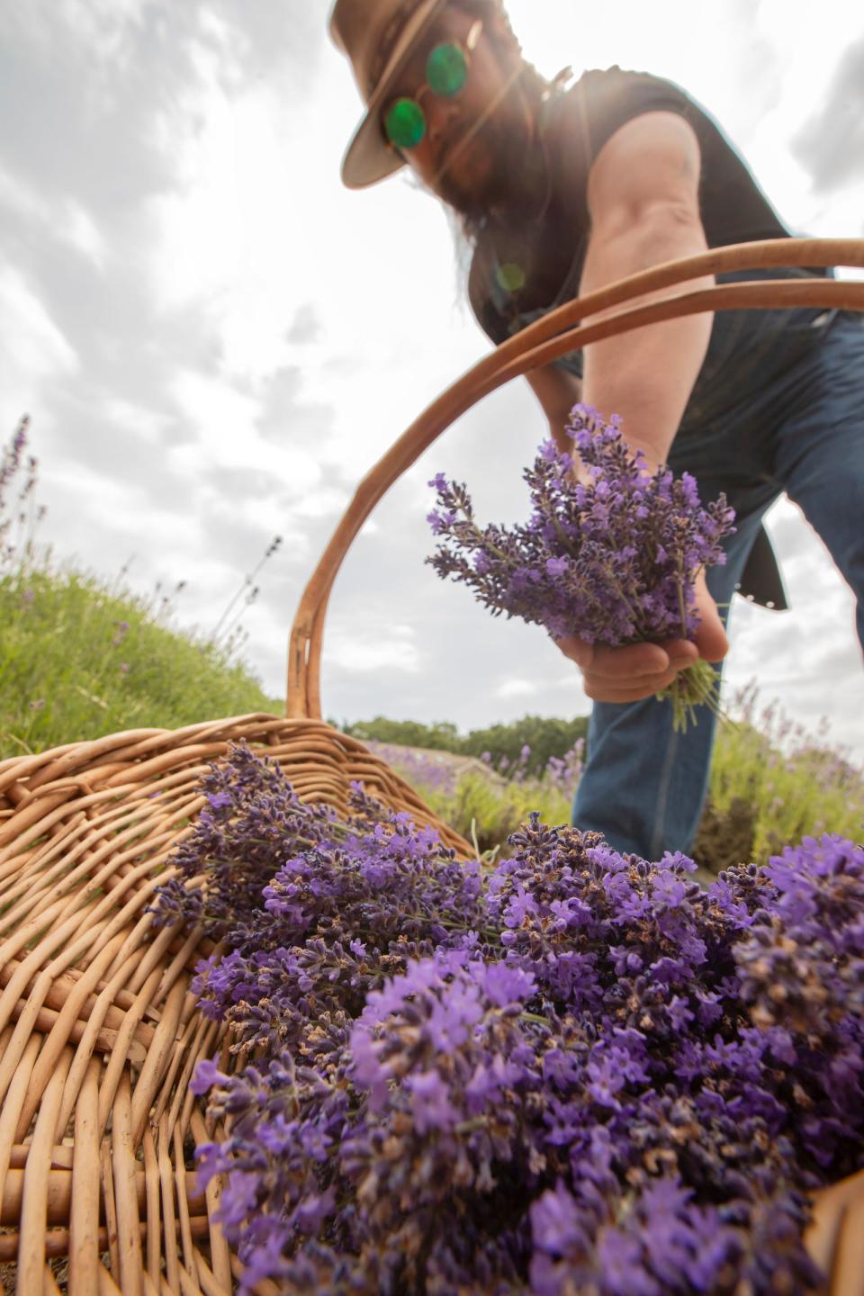 Anthony Tran, 42, owner of Shades of Lavender Farm in Mattawan, cuts lavender on Sunday, June 16, 2024. Visitors to the farm can walk through lavender fields, cut their own bundles and shop for lavender products like soaps, lotions and candles.