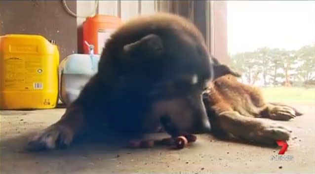 Up until her final days, the kelpie was chasing the farm's 30 cats around. Picture: 7 News