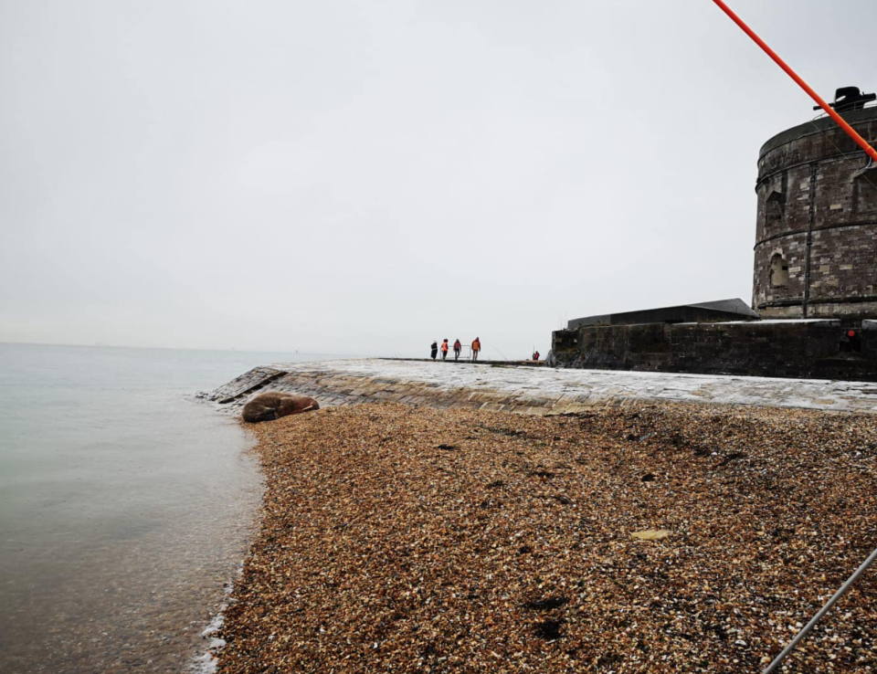 Members of the public were urged not to go near the walrus if it is spotted again along the coast. (