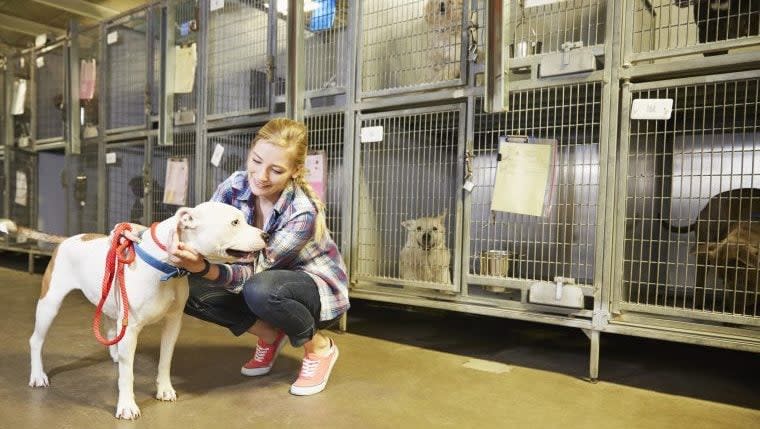 Animal Shelter Celebrates After it Saved 1,000 Dogs in 3 Months