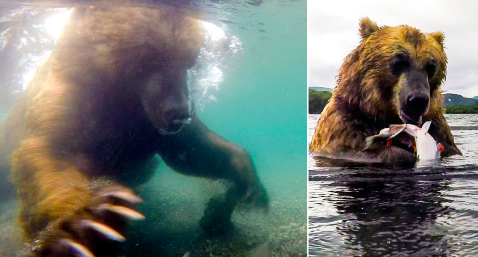 <em>The brown bear managed to catch a juicy salmon after a few attempts (Caters)</em>