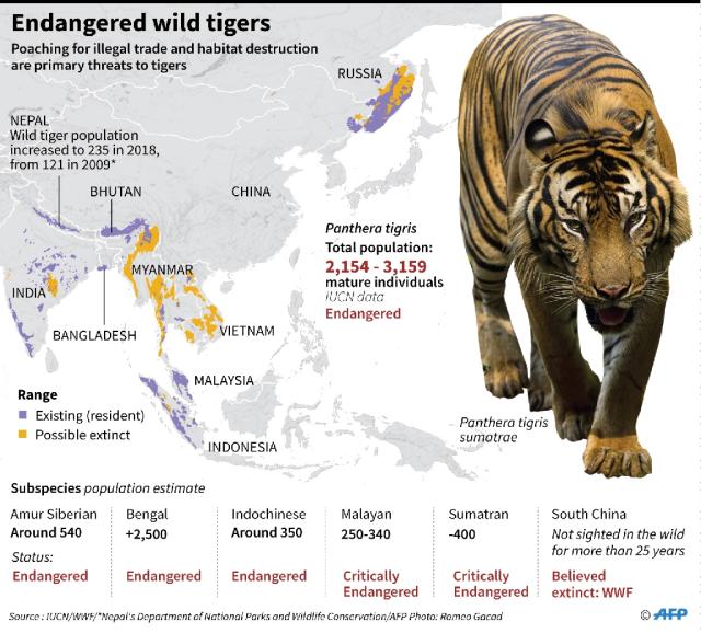 tiger species