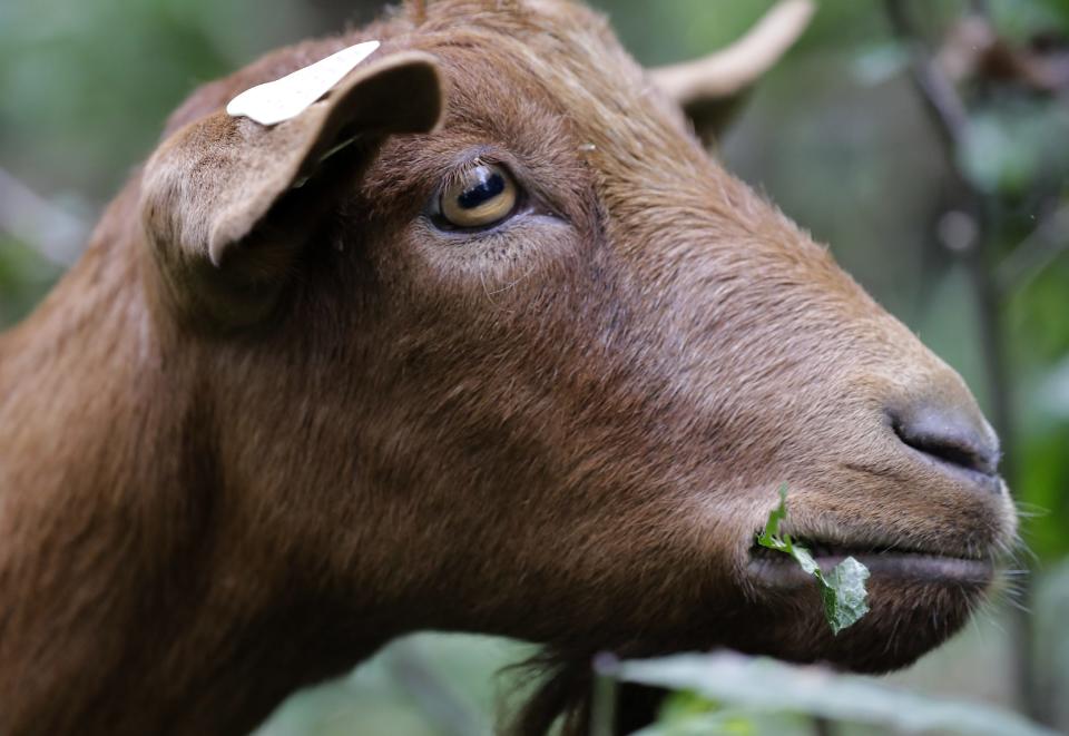 A goat, from Mulberry Lane Farm, at Kaukauna's 1000 Islands Environmental Center on Sept. 27, 2022, in Kaukauna, Wis. The nature center is using goats to help with invasive species control.