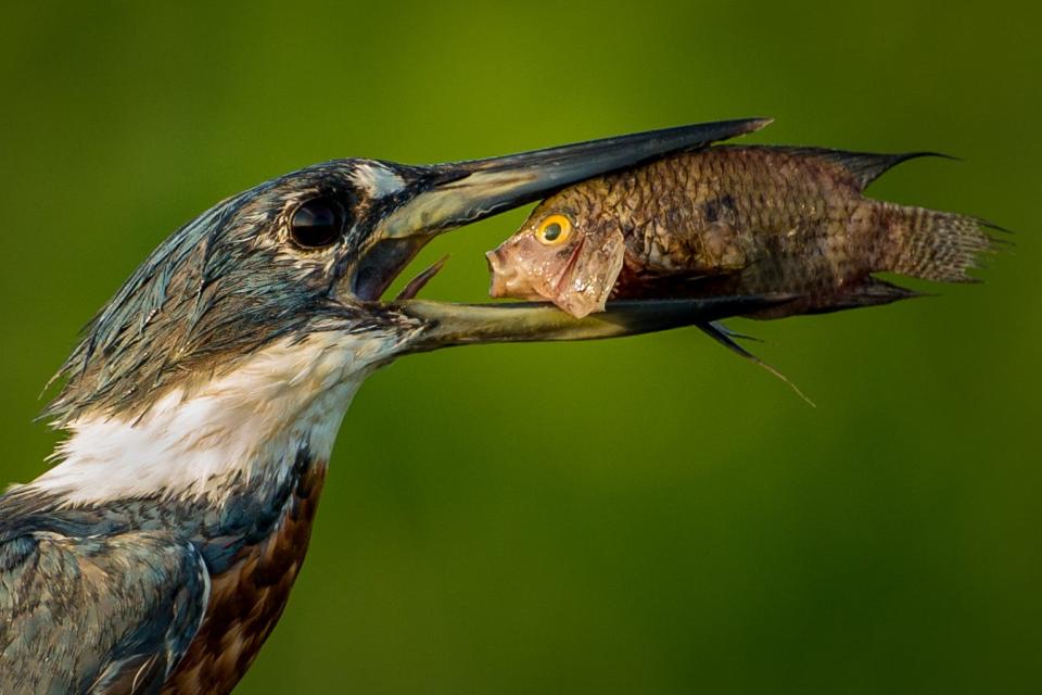 bird eating fish, comedy wildlife photography awards 2021