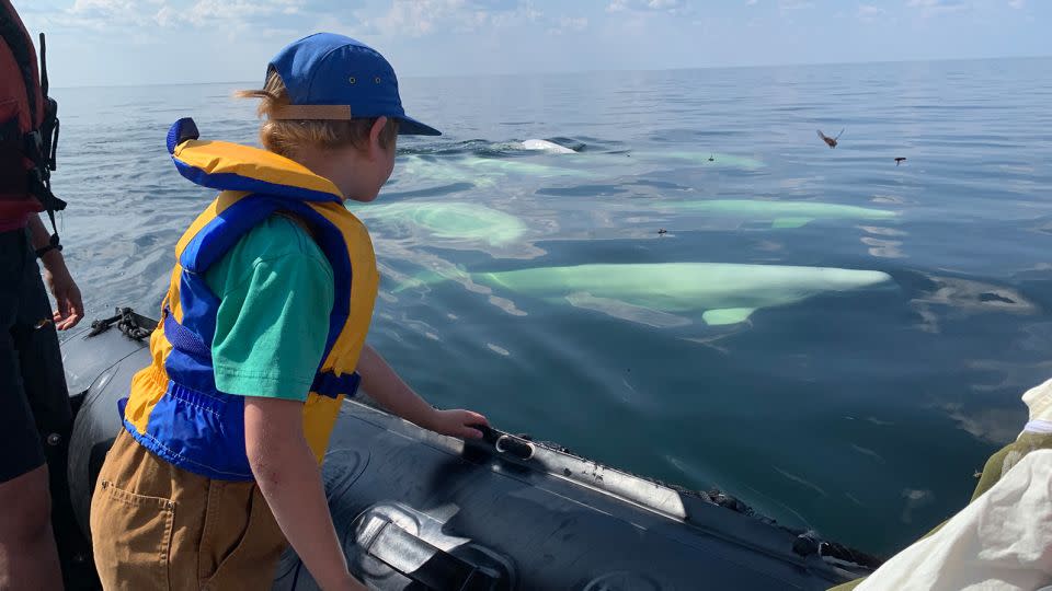 The world’s largest migration of beluga whales happens every summer in the waters around Churchill, with visitors heading out on zodiacs, kayaks and paddleboards for an close 'n' personal look. - John Gunter/Fronters North Adventures