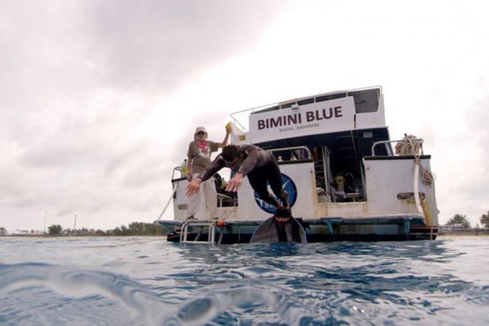 The shark was in fact a computer generated image put next to the champion swimmer