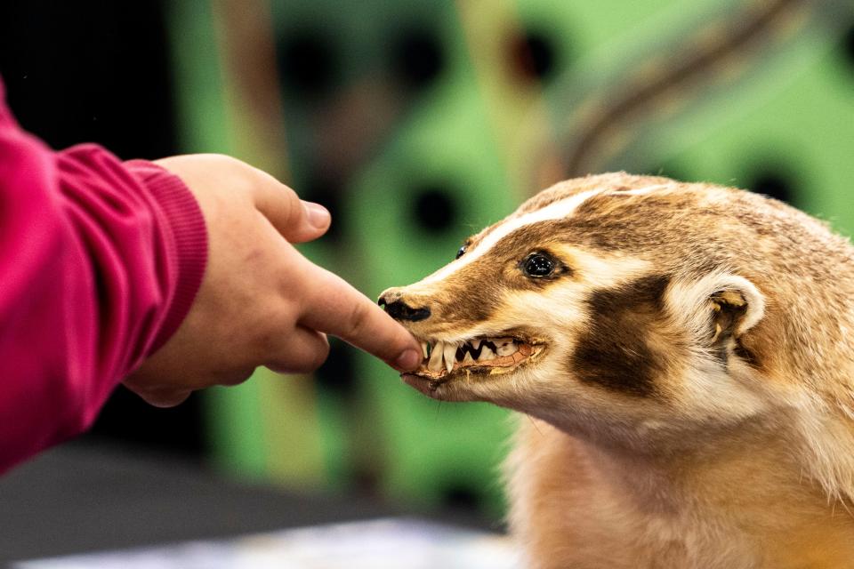 A student touches a taxidermic American Badger at the Ellsworth Community College conservation technology booth during Build My Future Iowa at the Iowa State Fairgrounds on Wednesday in Des Moines.