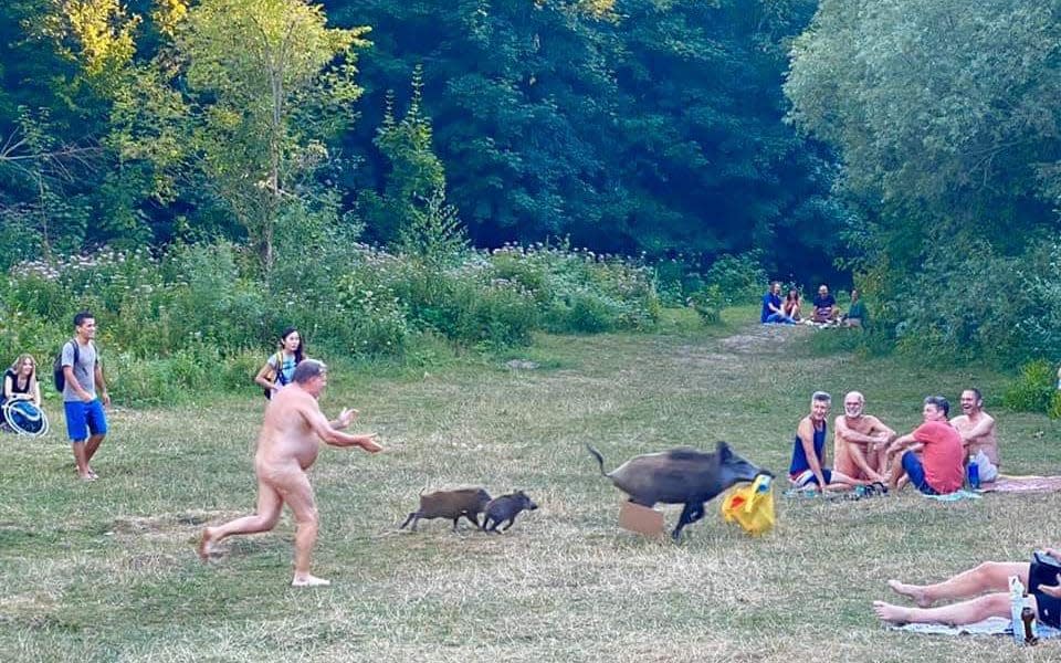 Nudist chases boar who stole his clothes and laptop A boar stole a man's bag at Teufelssee and here are the photos of the exciting chase. He was naked cause, well, Germans. Pic from social media - Social media