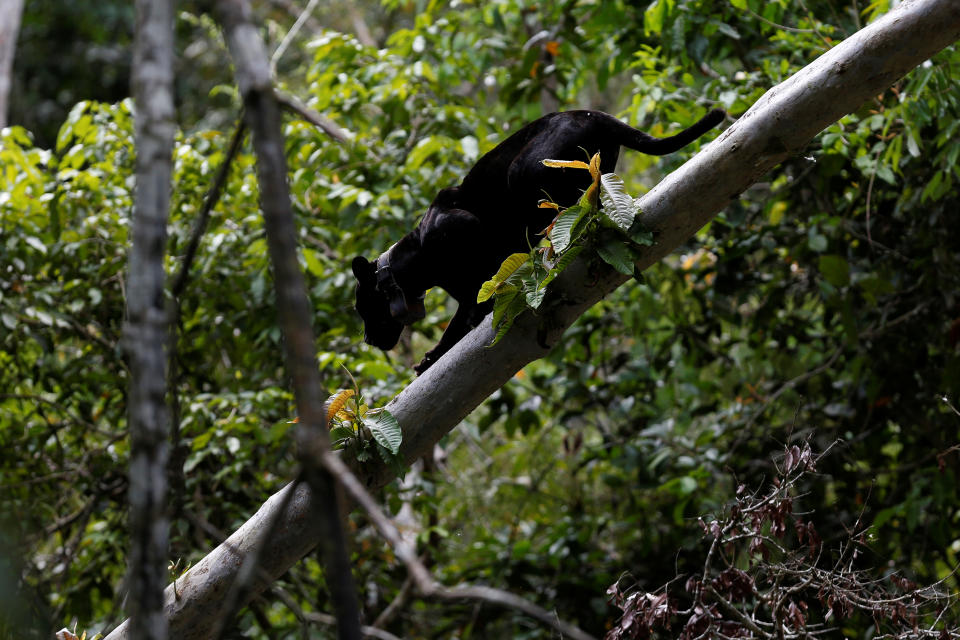 <p>A black male jaguar climbs down a tree branch at the Mamiraua Sustainable Development Reserve in Uarini, Amazonas state, Brazil, June 1, 2017. (Photo: Bruno Kelly/Reuters) </p>