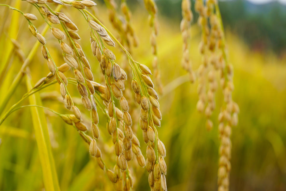 Golden spikelets of rice, closeup. In the rice field in Korea