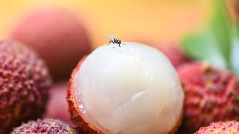 Cockroach on a white bowl