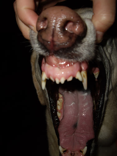 Dog Teeth