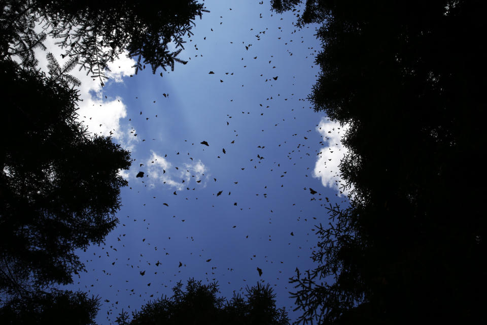 Monarch butterflies fly in the Amanalco de Becerra sanctuary, in the mountains near the extinct Nevado de Toluca volcano, in Mexico, Thursday, Feb. 14, 2019. While some colonies in the butterfly reserve that spans Michoacan and Mexico states a couple hours away are open to the public, government officials say the newly registered colony in Nevado de Toluca will not be. (AP Photo/ Marco Ugarte)