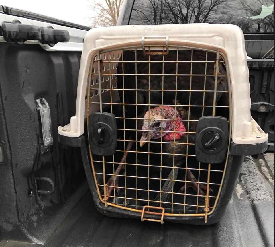 An aggressive wild turkey waits to be relocated after being captured by Nathan Cass, an ODNR wildlife officer.