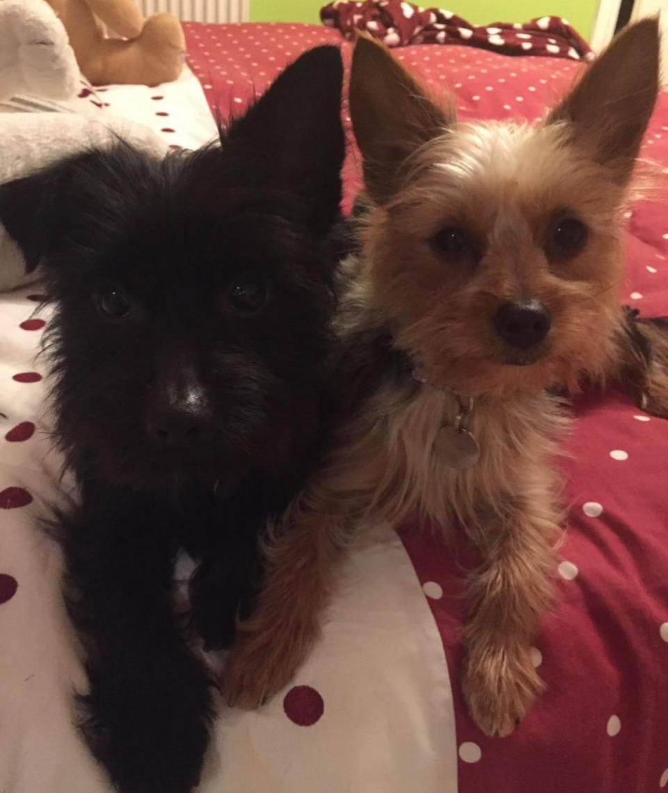 Swindon Advertiser: Karen's dogs Toby and Lola