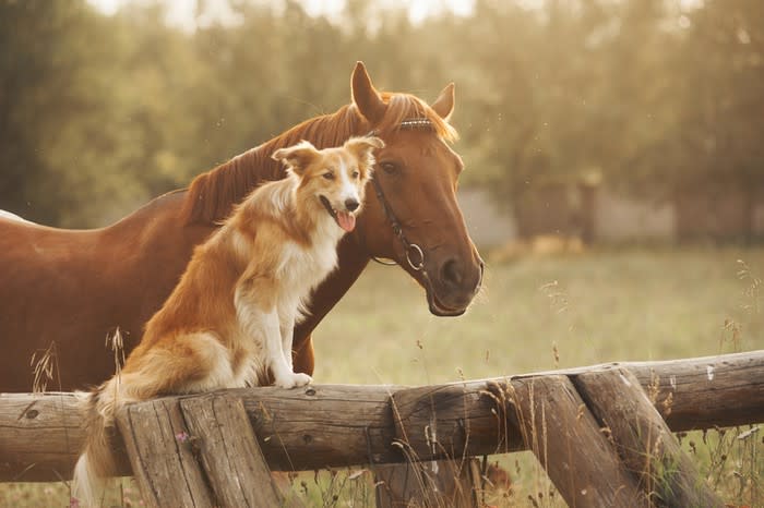 A horse and dog looking in the same direction.