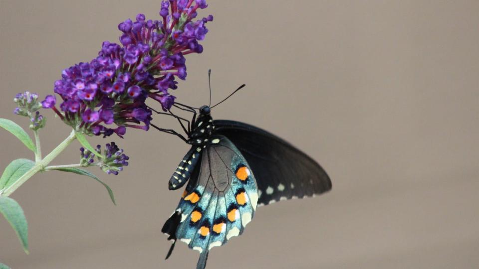 <div>David Kauppinen captured a photo of this stunning Black Swallowtail butterfly in his Clarkdale homes Butterfly Bush</div>