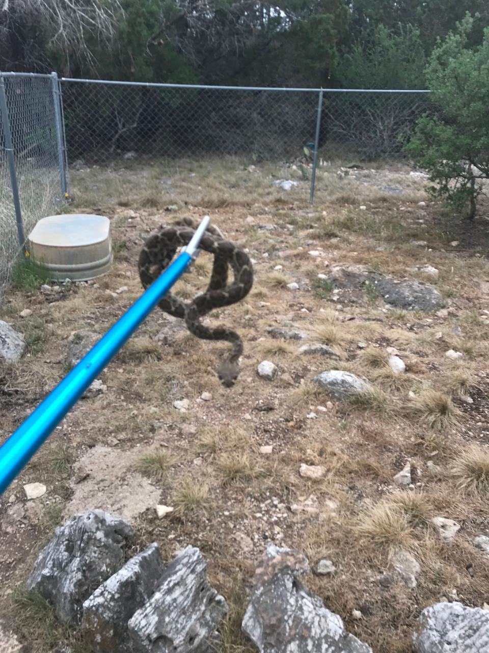 This rattlesnake gave the writer's dog, Pepper, a scare recently. Beware of camouflaged snakes in your yard as temperatures get warmer.