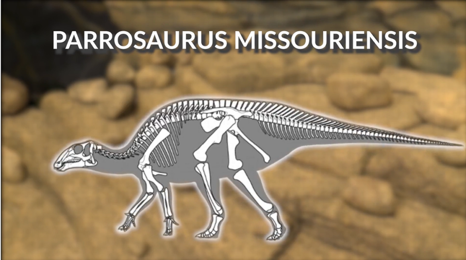 Parrosaurus missouriensis.