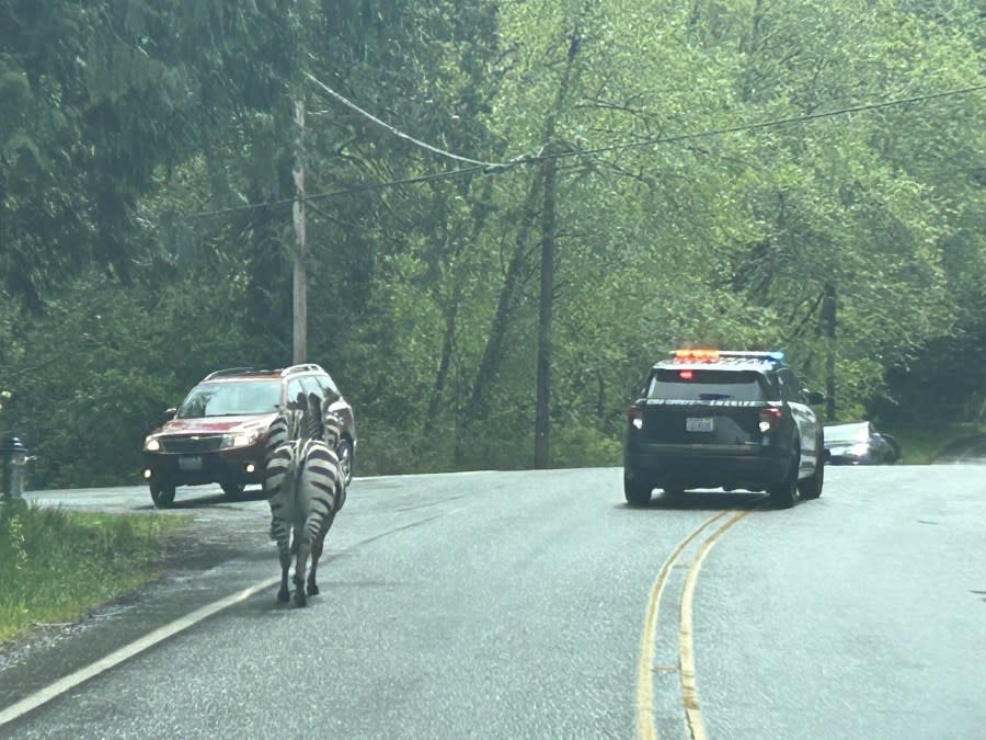 Four zebras escaped onto the highway near North Bend, Washington on Apr. 28, 2024. (Courtesy: Washington State Patrol)