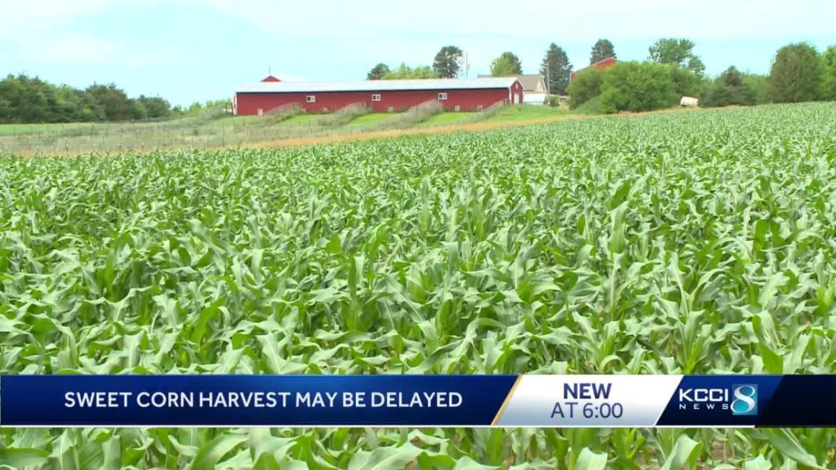 Are you ready for some Iowa sweet corn? It might come a little later