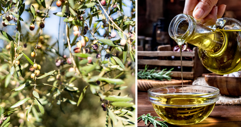 Grocery shoppers in Canada are wondering when prices for olive oil will come down, and just how much weather-related woes are impacting crops? 