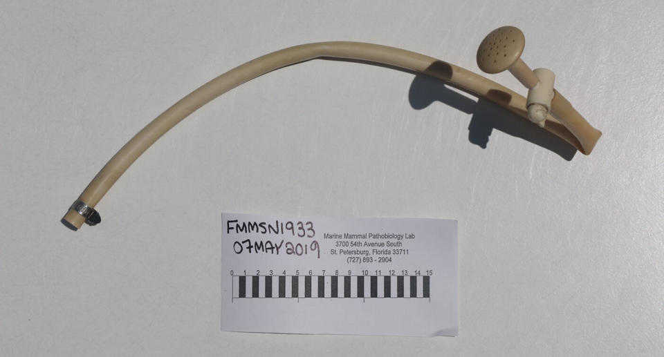 The 60cm long plastic hose that was found inside the dolphin.