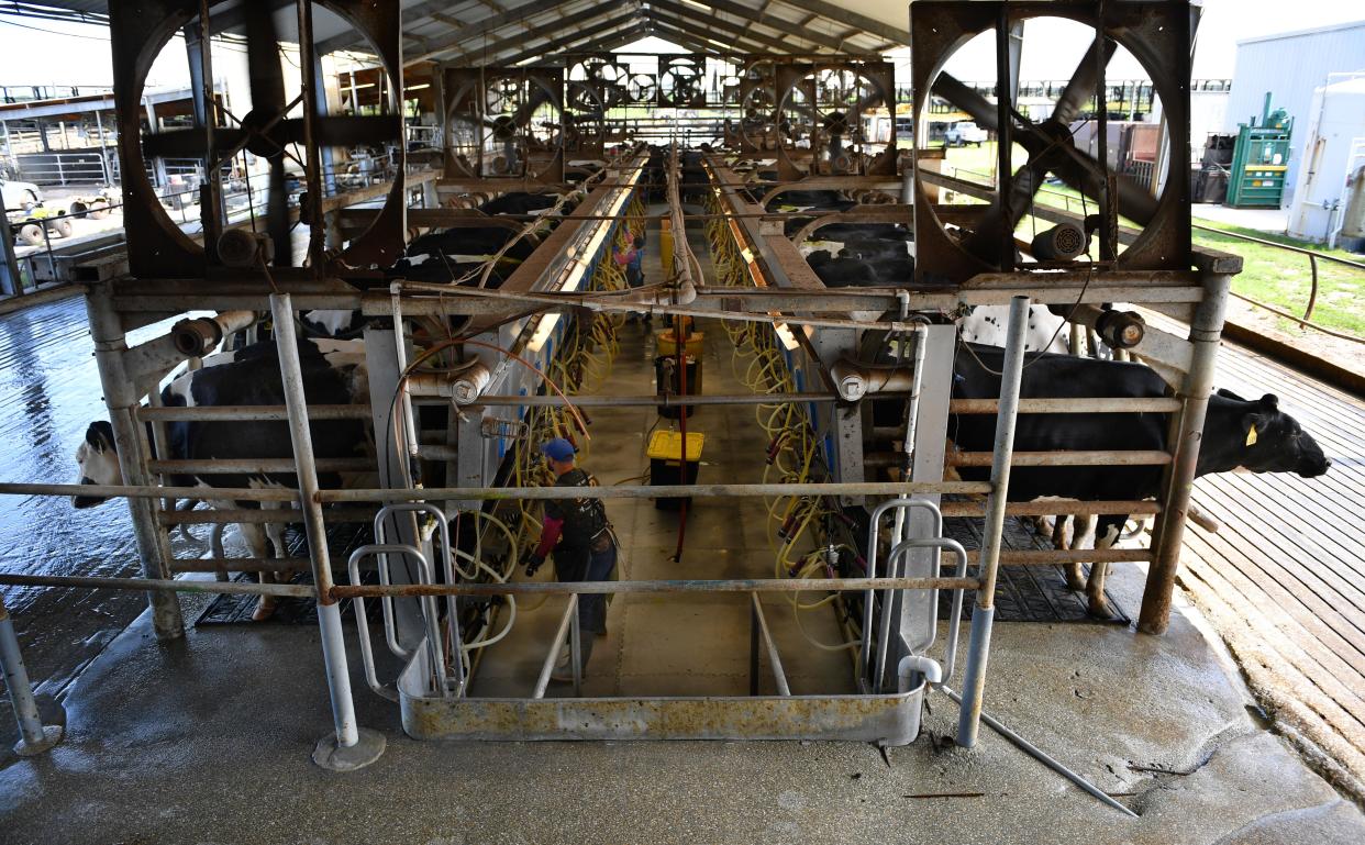 Cows are milked at Dakin Dairy Farms in Myakka City, Florida on Wednesday, April 29, 2020.